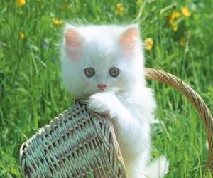 пазл Милый белый котенок